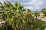 kavkaz-gagra_0_terr_06